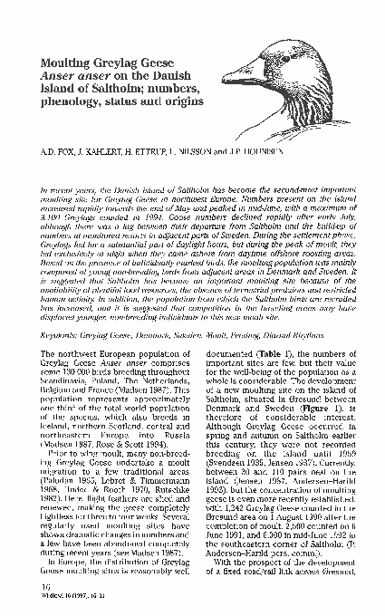 Moulting Greylag Geese Anser anser on the Danish island of Saltholm; numbers, phenology, status and origins