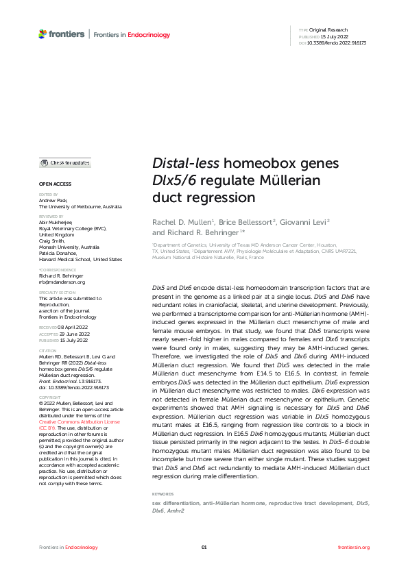 (PDF) Distal-less homeobox genes Dlx5/6 regulate Müllerian duct regression