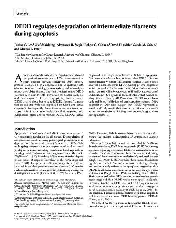 (PDF) DEDD regulates degradation of intermediate filaments during apoptosis
