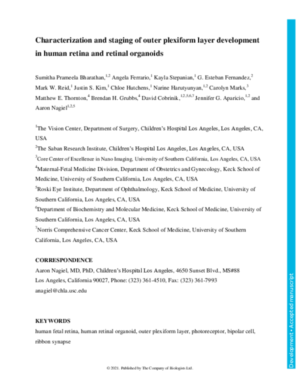 (PDF) Characterization and staging of outer plexiform layer development ...