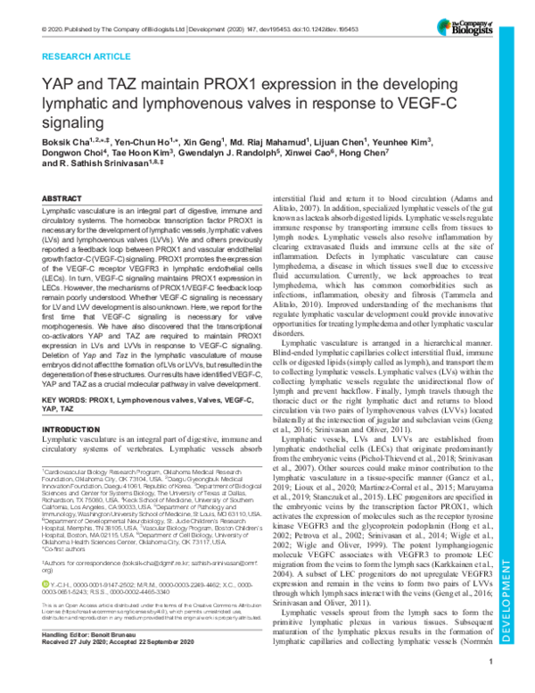 (PDF) YAP and TAZ maintain PROX1 expression in the developing lymphatic ...