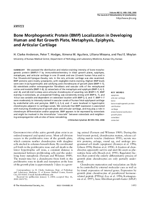 (PDF) Bone Morphogenetic Protein (BMP) Localization in Developing Human ...