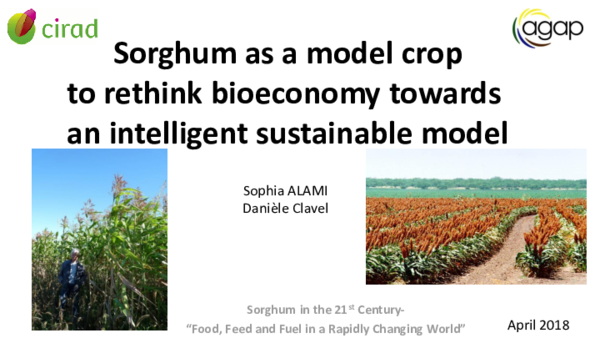 (PDF) Sorghum as a model crop to rethink bioeconomy towards an ...