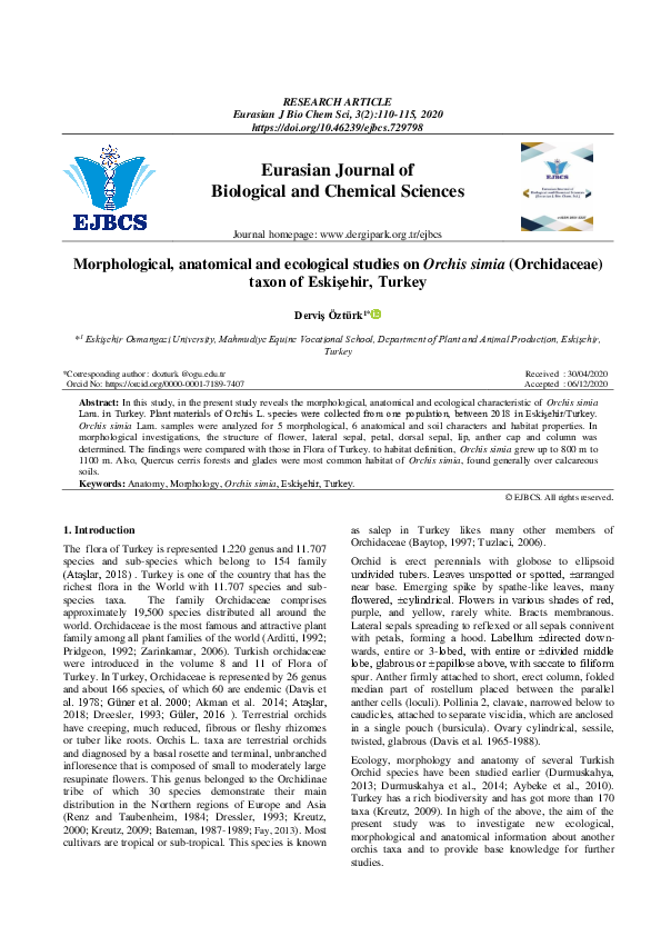 (PDF) Morphological, anatomical and ecological studies on Orchis simia ...