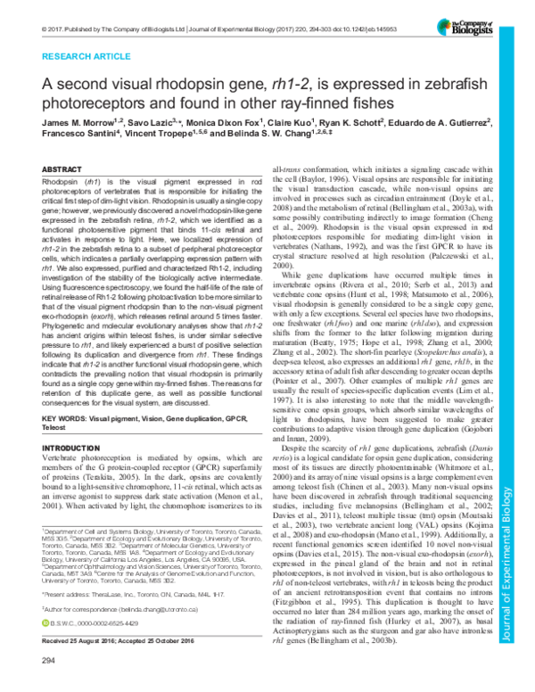 (PDF) A second visual rhodopsin gene, rh1-2 , is expressed in zebrafish ...