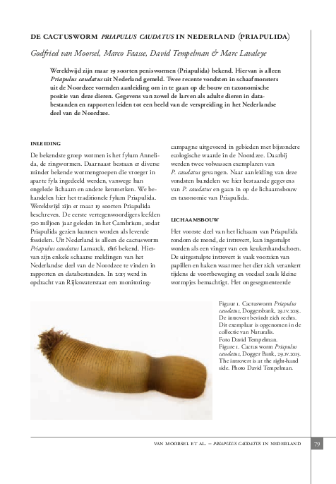 (PDF) De cactusworm Priapulus caudatus in Nederland (Priapulida ...