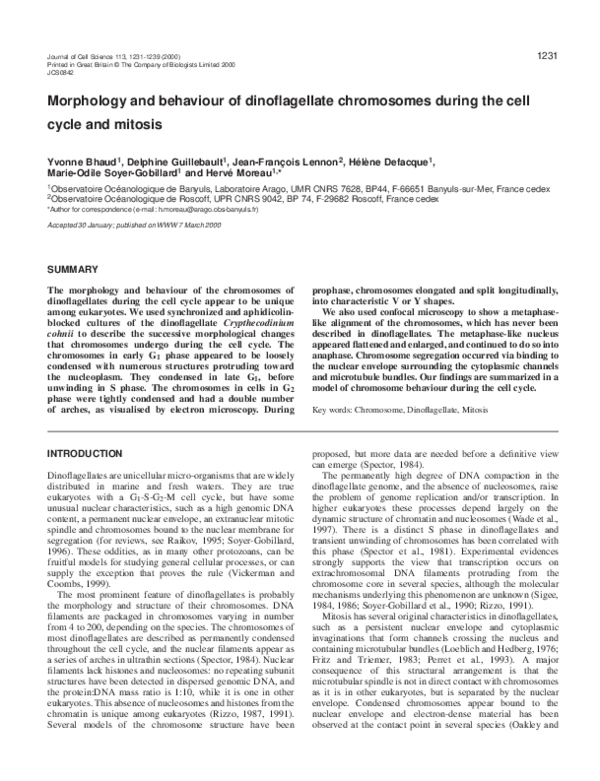 (PDF) Morphology and behaviour of dinoflagellate chromosomes during the ...