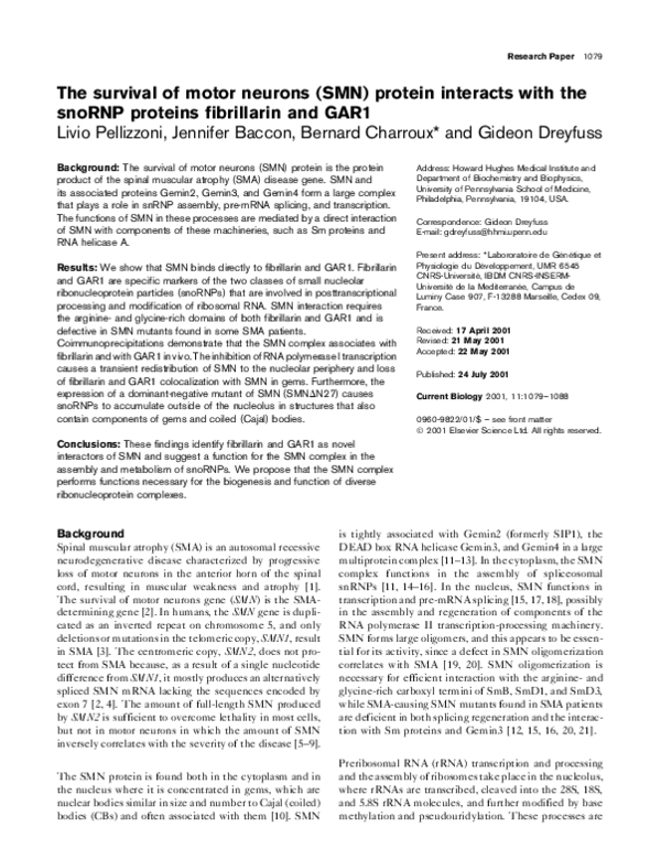 (PDF) The survival of motor neurons (SMN) protein interacts with the ...