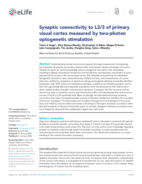 (PDF) Synaptic connectivity to L2/3 of primary visual cortex measured ...