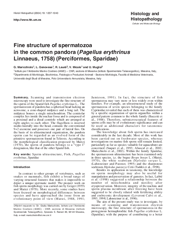 (PDF) Fine structure of spermatozoa in the common pandora (Pagellus ...