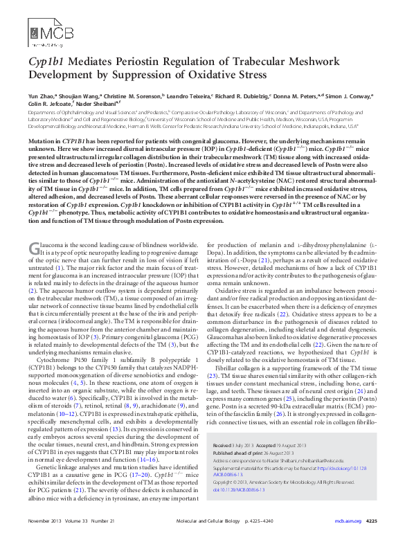 (PDF) Cyp1b1 Mediates Periostin Regulation of Trabecular Meshwork ...