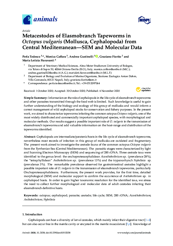 (PDF) Metacestodes of Elasmobranch Tapeworms in Octopus vulgaris ...
