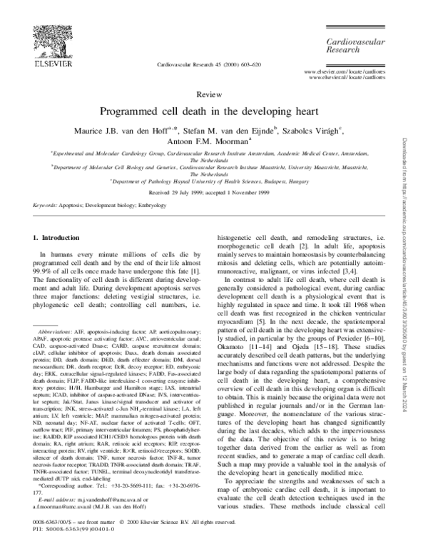 (PDF) Programmed cell death in the developing heart