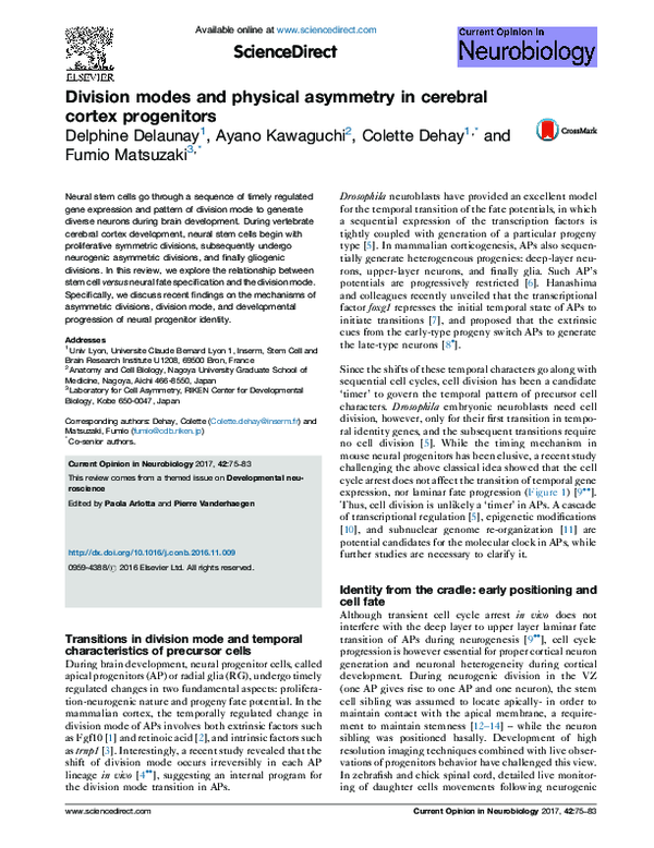 (PDF) Division modes and physical asymmetry in cerebral cortex progenitors