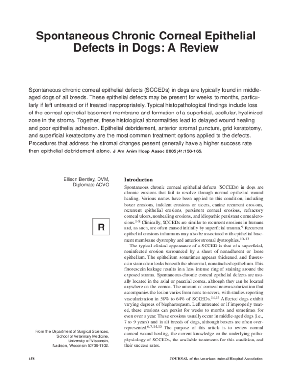 (PDF) Spontaneous chronic corneal epithelial defects (SCCED) in dogs ...