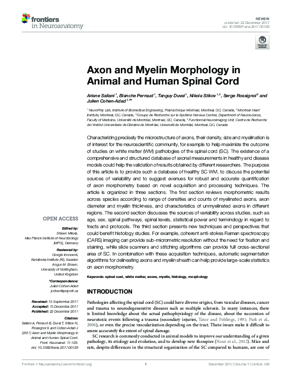 (PDF) Axon and Myelin Morphology in Animal and Human Spinal Cord