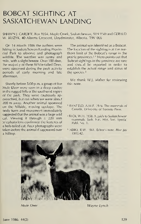 Bobcat Sighting at Saskatchewan Landing