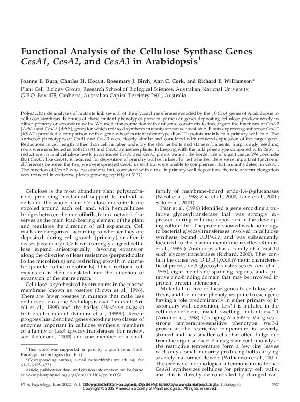 (PDF) Functional Analysis of the Cellulose Synthase Genes CesA1 , CesA2 ...