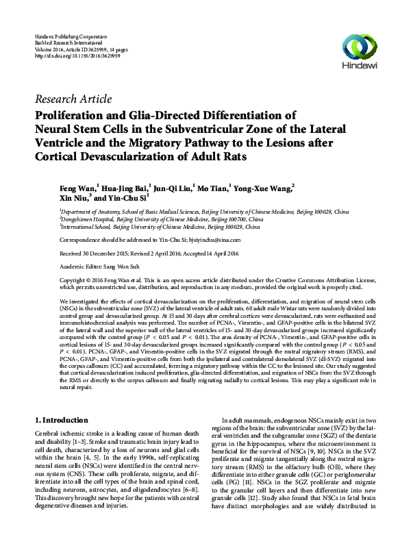 (PDF) Proliferation and Glia-Directed Differentiation of Neural Stem ...