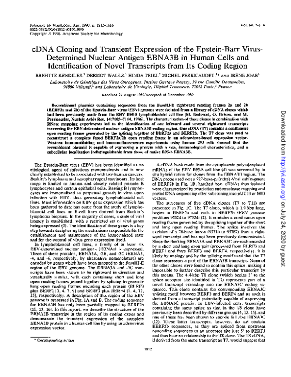 (PDF) cDNA cloning and transient expression of the Epstein-Barr virus ...