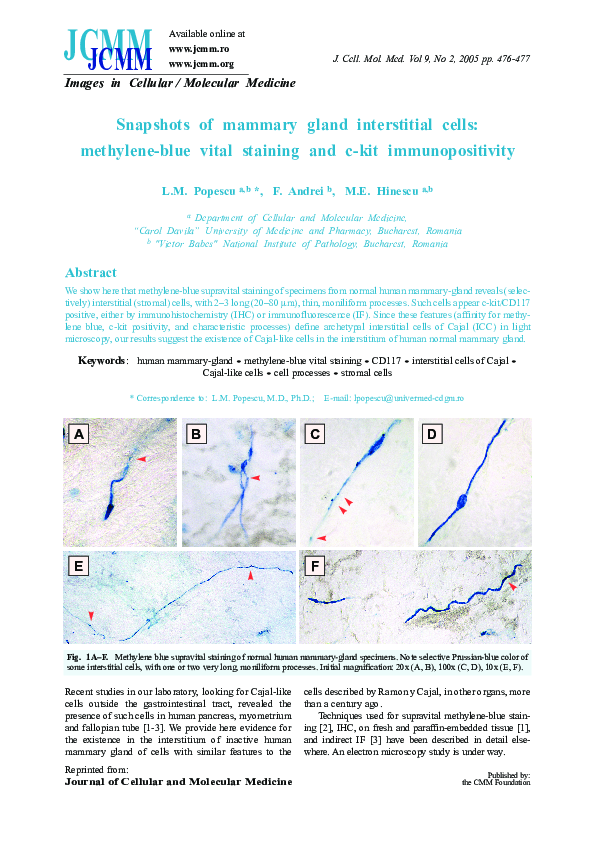 (PDF) Snapshots of mammary gland interstitial cells: methylene-blue ...