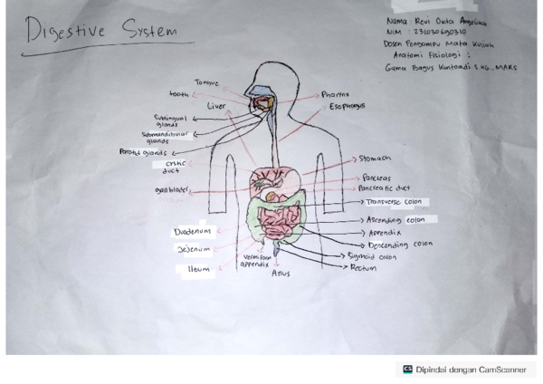 (PDF) Atlas Anatomi Digestive System_Revi Okta Angelika