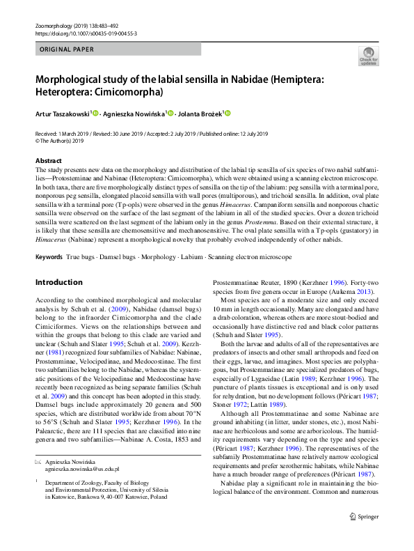 (PDF) Morphological study of the labial sensilla in Nabidae (Hemiptera ...