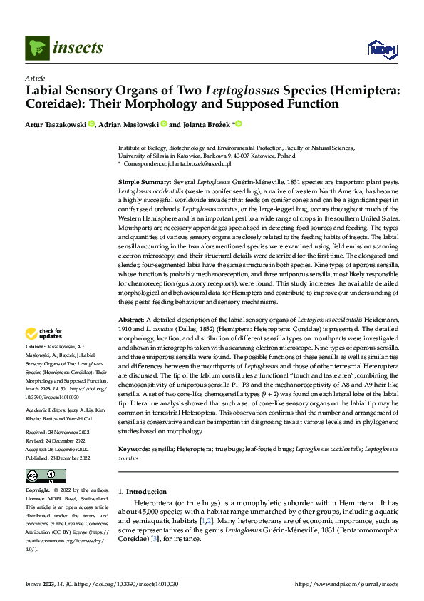 (PDF) Labial Sensory Organs of Two Leptoglossus Species (Hemiptera ...