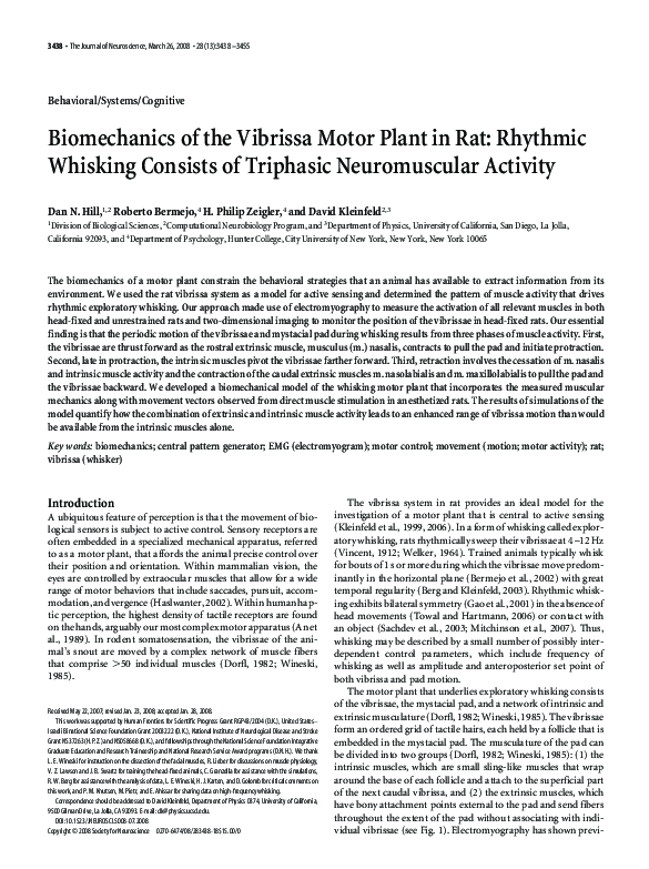 (PDF) Biomechanics of the Vibrissa Motor Plant in Rat: Rhythmic ...