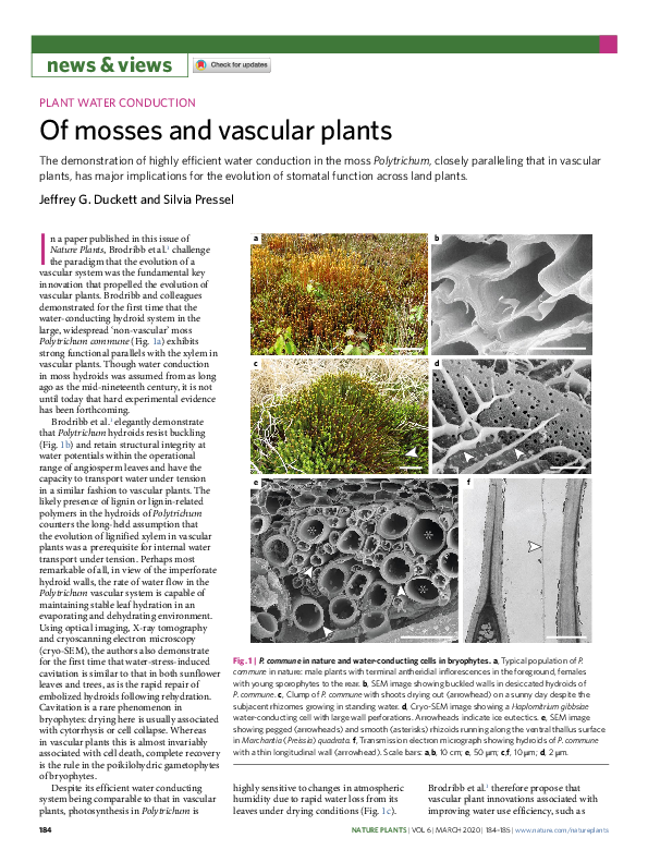 (PDF) Of mosses and vascular plants