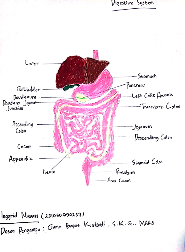 (PDF) Atlas Anatomi Sistem Digestive