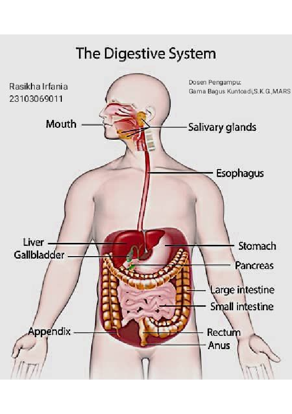 (PDF) atlas sistem digestive rasikha | rasikha irfaniaa - Academia.edu