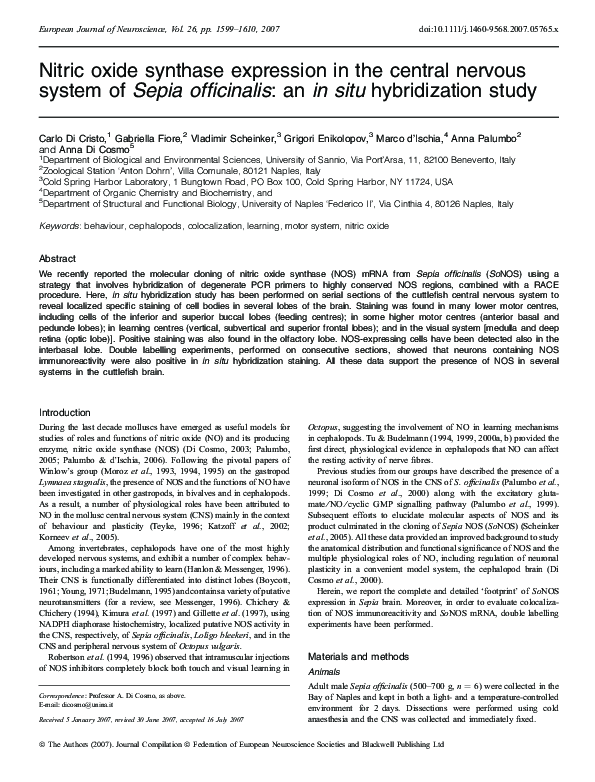 (PDF) Nitric oxide synthase expression in the central nervous system of ...