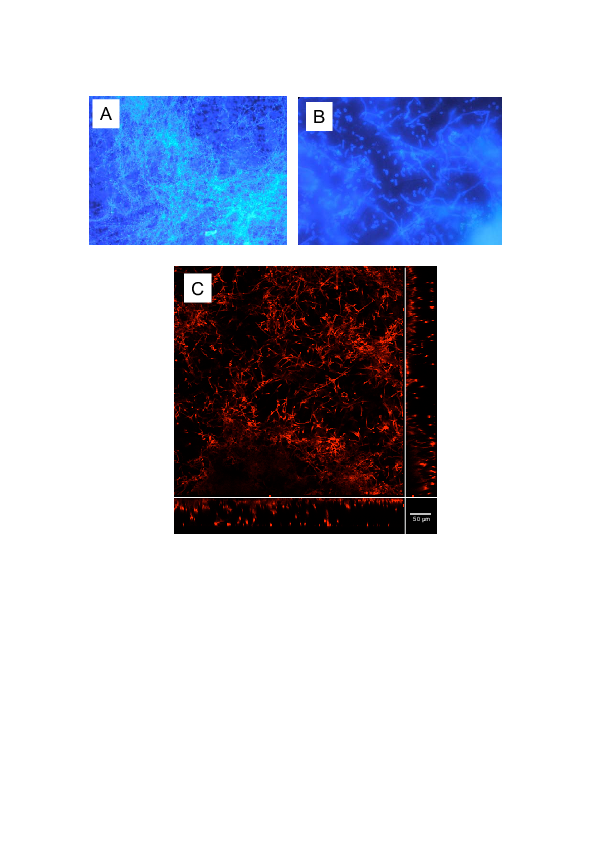 (PDF) Use of the modified Robbins device to study thein vitrobiofilm ...