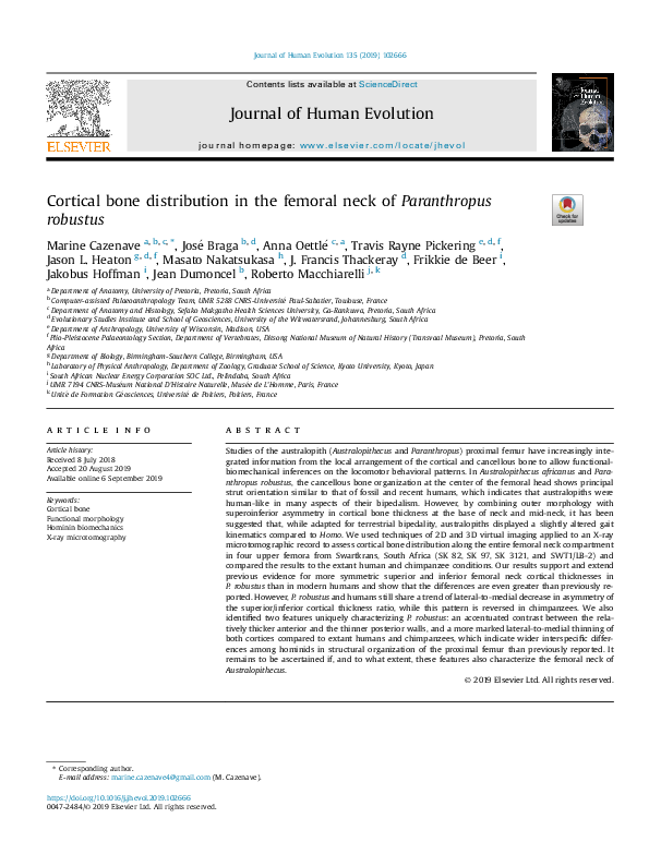 (PDF) Cortical bone distribution in the femoral neck of Paranthropus ...