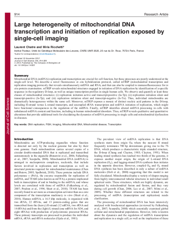 (PDF) Large heterogeneity of mitochondrial DNA transcription and ...