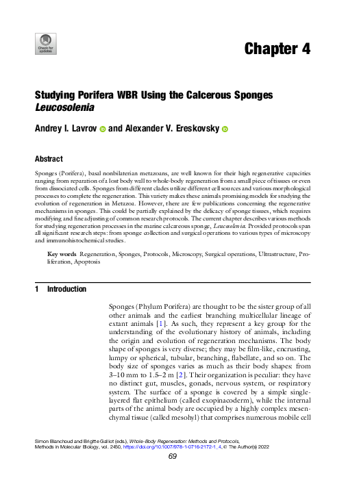 (PDF) Studying Porifera WBR Using the Calcerous Sponges Leucosolenia