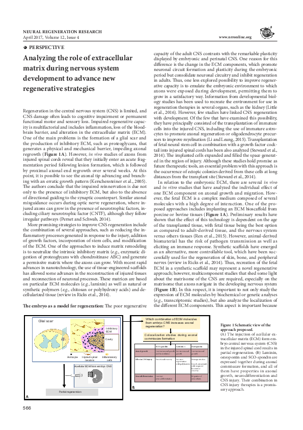 (PDF) Analyzing the role of extracellular matrix during nervous system ...