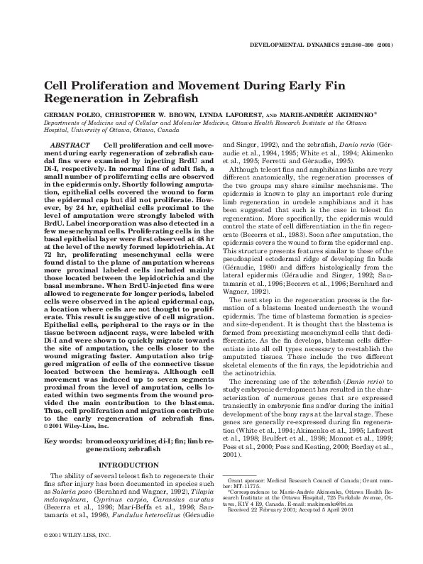 (PDF) Cell proliferation and movement during early fin regeneration in ...