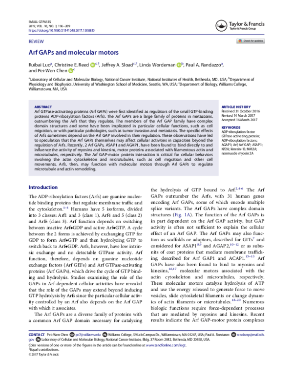 (PDF) Arf GAPs and molecular motors