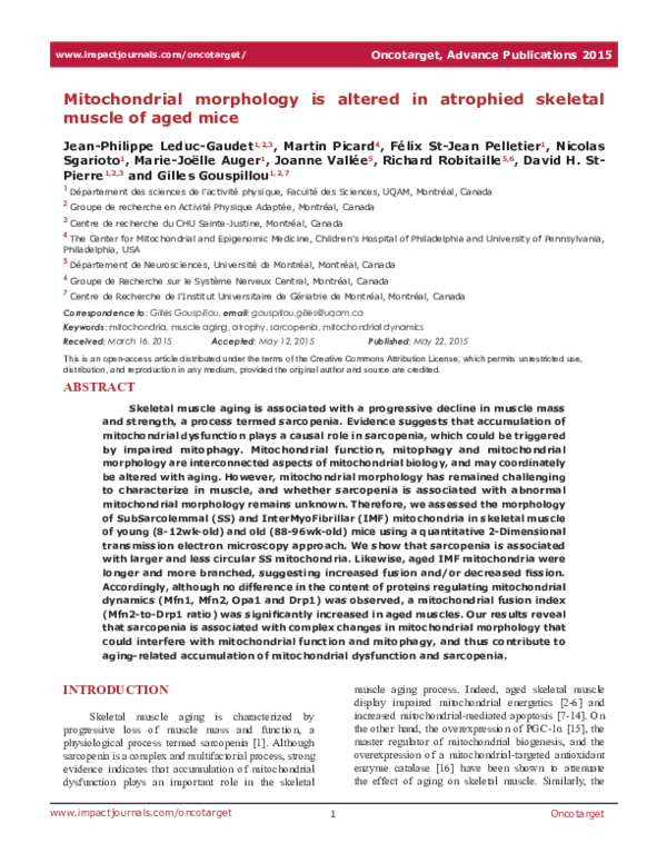 (PDF) Mitochondrial morphology is altered in atrophied skeletal muscle ...