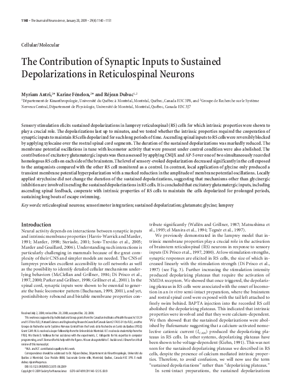 (PDF) The Contribution of Synaptic Inputs to Sustained Depolarizations ...