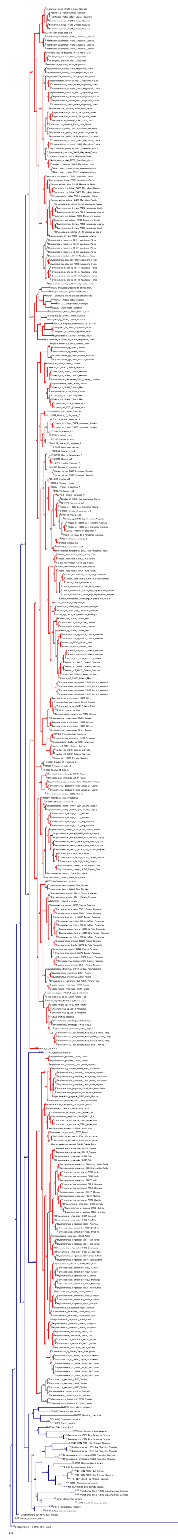 (PDF) Species delimitation of neotropical Characins (Stevardiinae ...