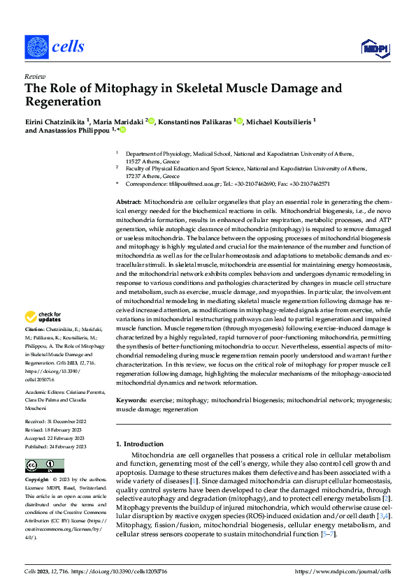 (PDF) The Role of Mitophagy in Skeletal Muscle Damage and Regeneration