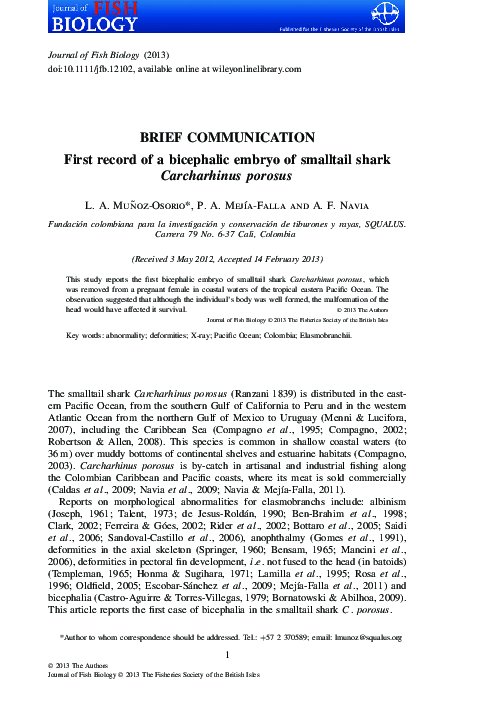 (PDF) First record of a bicephalic embryo of smalltail shark ...