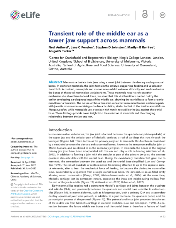 (PDF) Transient role of the middle ear as a lower jaw support across ...