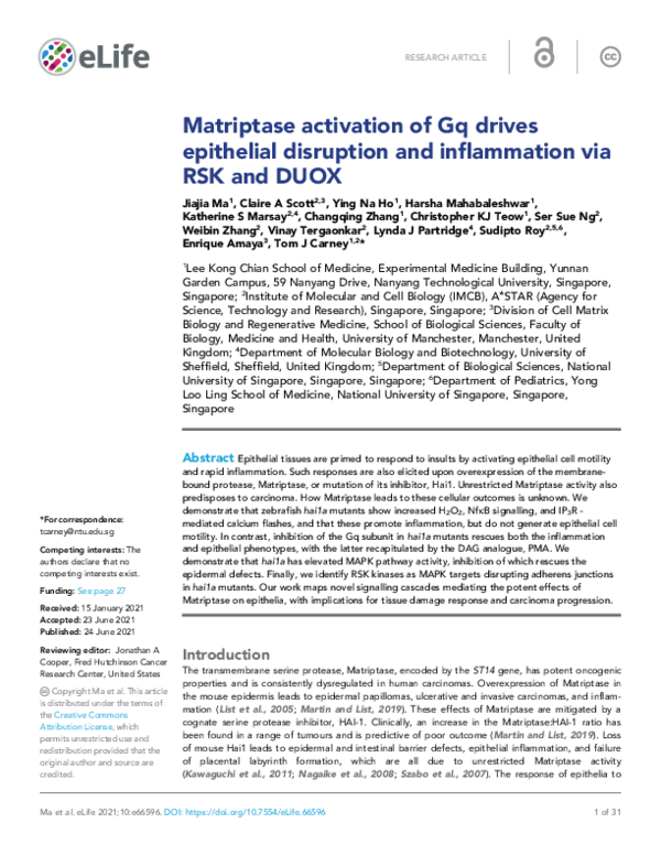(PDF) Matriptase activation of Gq drives epithelial disruption and ...