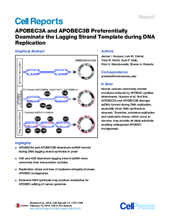 (PDF) APOBEC3A and APOBEC3B Preferentially Deaminate the Lagging Strand ...