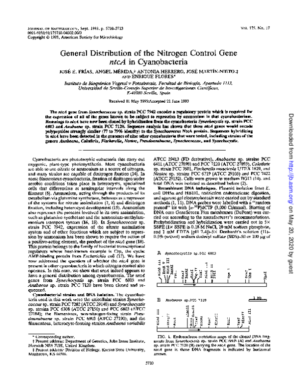 (PDF) General distribution of the nitrogen control gene ntcA in ...