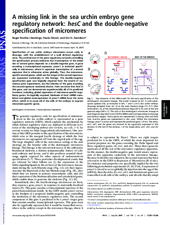 (PDF) A missing link in the sea urchin embryo gene regulatory network ...